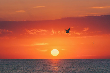 bird flying at sunset over lake davedicello