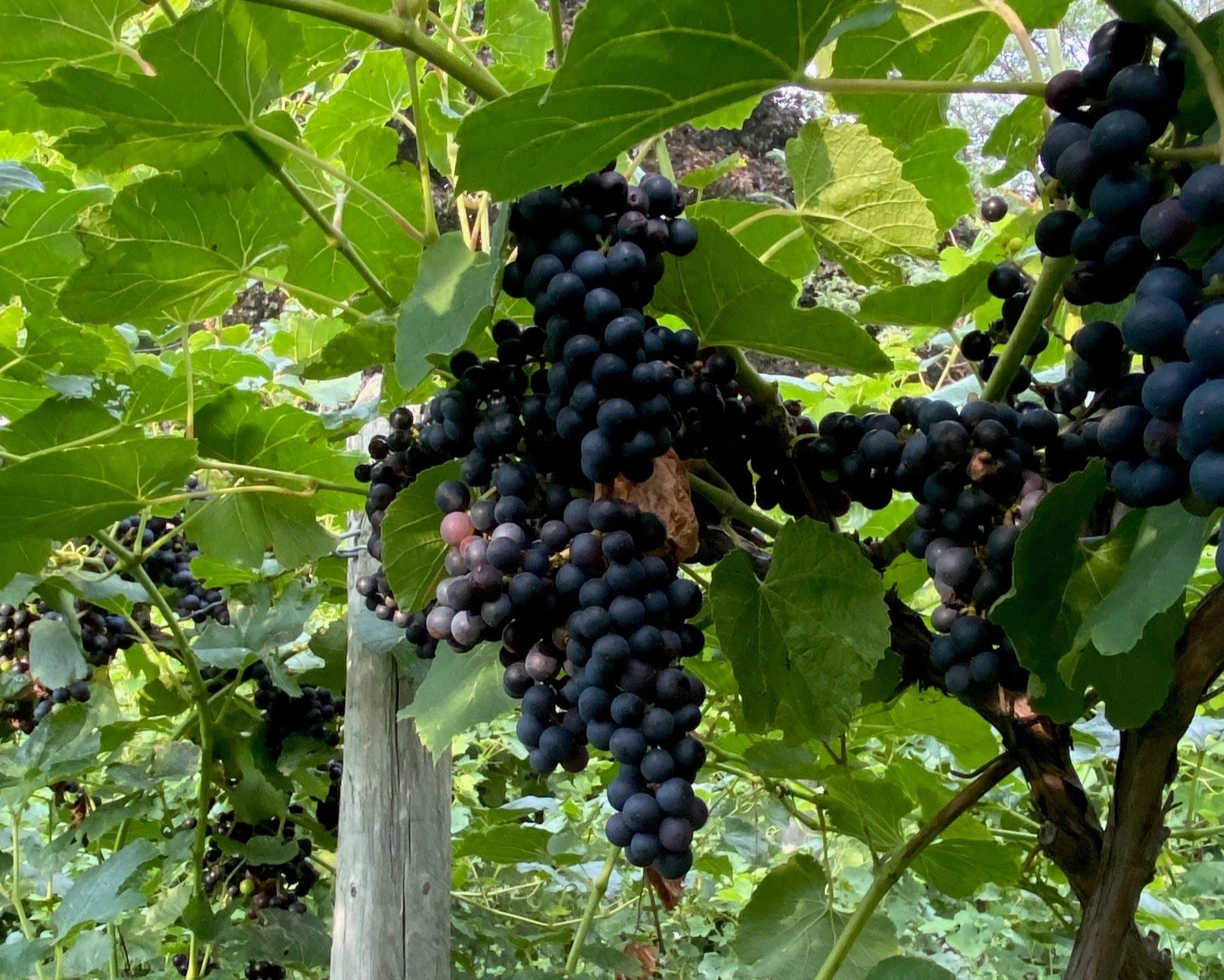 grapes in north east mm 2023 horizontal