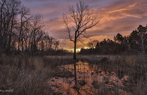 Erie Bluffs After Dark - Bats of Pennsylvania